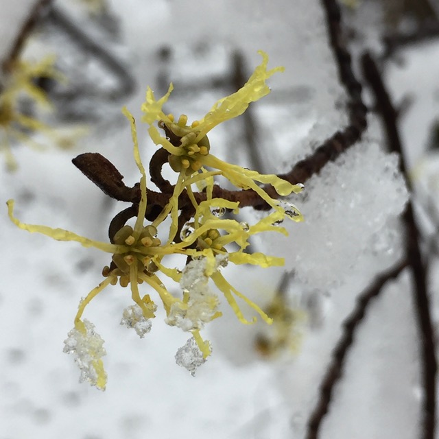 Witchazel flowering in the snow. Photo by Pamela Willett